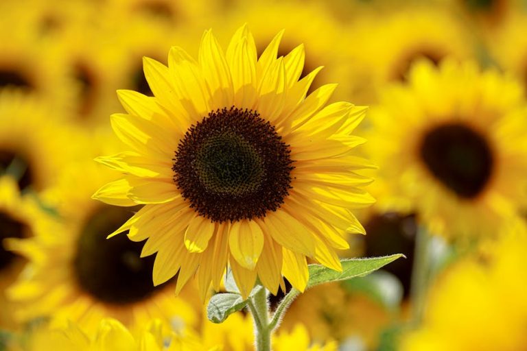 Poems on sunflowers