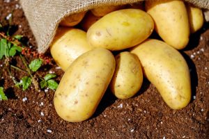 poems about potatoes