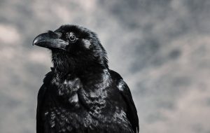 poems about crows